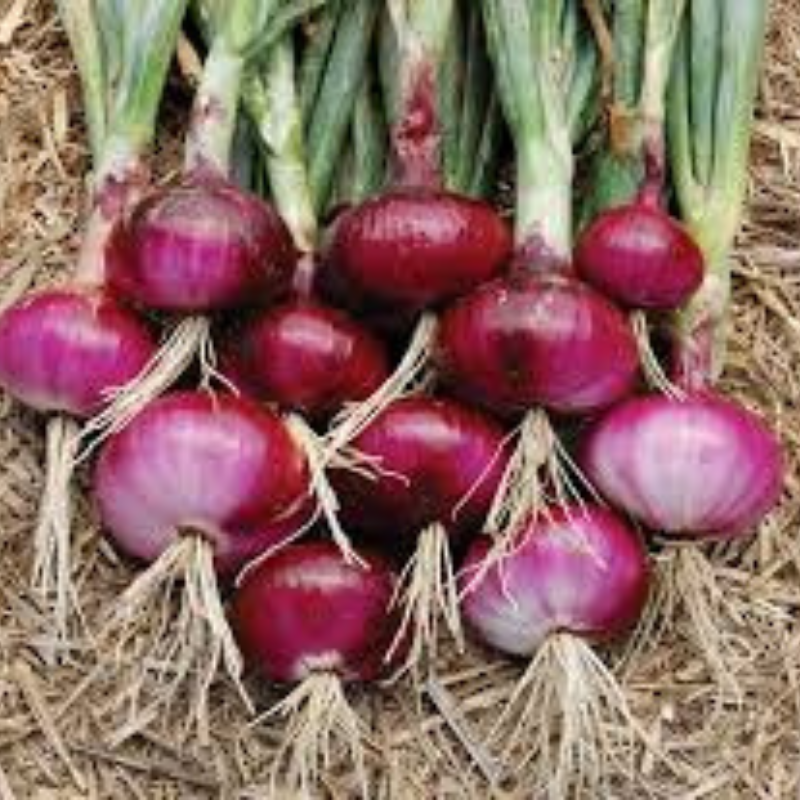 Zain%20Agri%20Farms